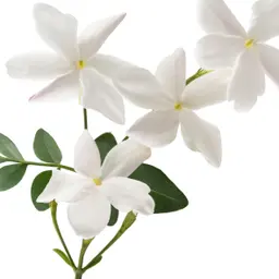 hương hoa nhài