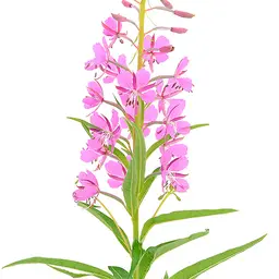 Cỏ lửa