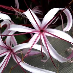 Hoa Loa Kèn Crinum