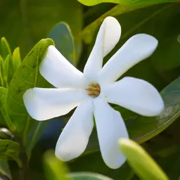 Dầu Monoi