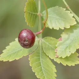 Quả Linaloe