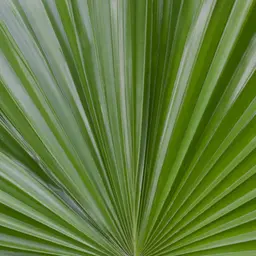 Cây cọ lùn