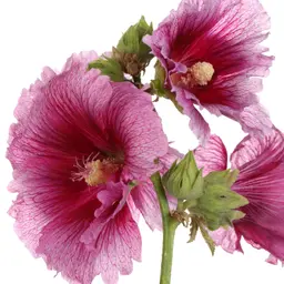 Cây Hollyhock