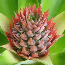 Hoa dứa