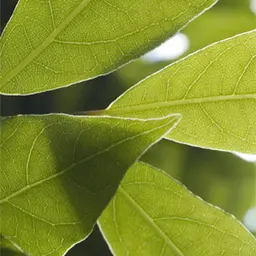 Tinh dầu Lá Nguyệt Quế