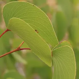 Cây Mopane