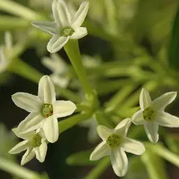 Hoa nhài nở đêm