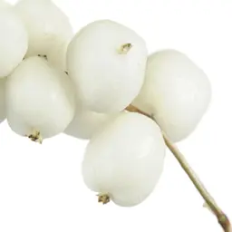 Quả mọng tuyết