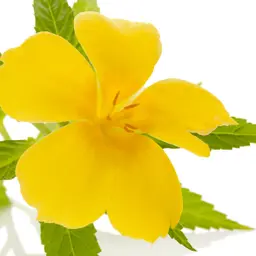 Cây tráng dương