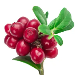 Cây dâu gấu
