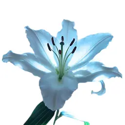 Hoa Lily Xanh