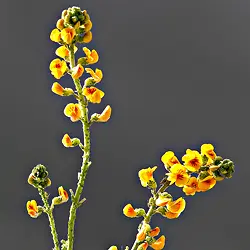 Hợp chất hương