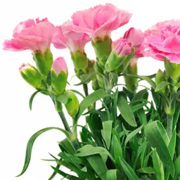 Lá cẩm chướng