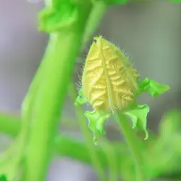 Hoa Dưa Lưới