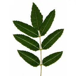 Quả Mai Mai