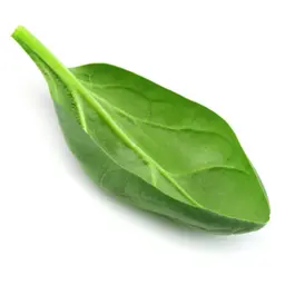 Rau chân vịt