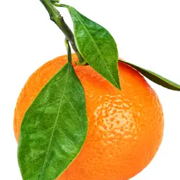 Quả Quýt