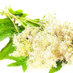 Cây cỏ ngọt