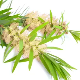 Dầu Tràm Trà