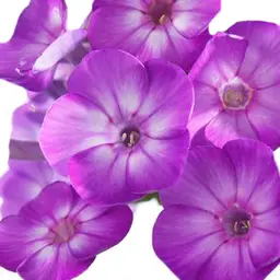 Hoa Phlox