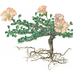 Nến Bushman Nến Bushman