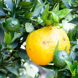 Cam Chinotto