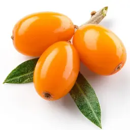Hắc mai biển