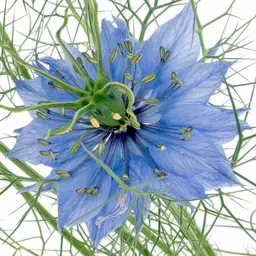 Hạt Đen (Nigella)