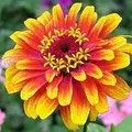 Hoa Zinnia