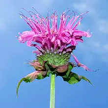 Cây Monarda