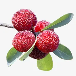 Cây Nguyệt Quế Rừng