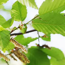 Cây sồi