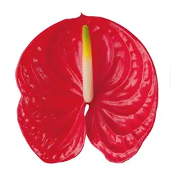 Hoa hồng môn