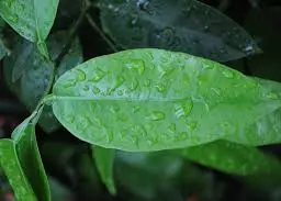 Lá bưởi