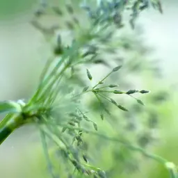 Cỏ ngọt Cỏ ngọt
