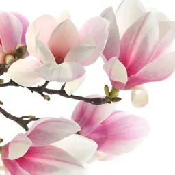 Hợp chất hương Mộc lan