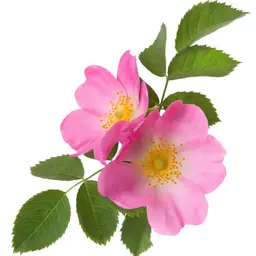 Hoa hồng Eglantine