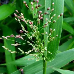 Cỏ lưỡi hươu Cỏ lưỡi hươu