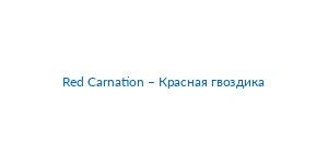 Red Carnation – Красная гвоздика