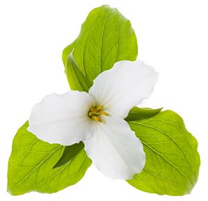 Hoa Trillium