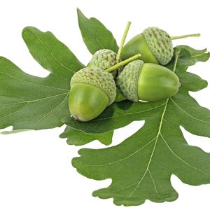 Lá sồi