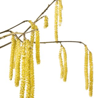 Hoa cây phỉ
