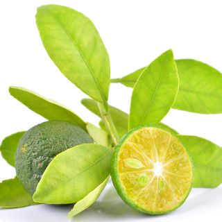 Quất Calamansi