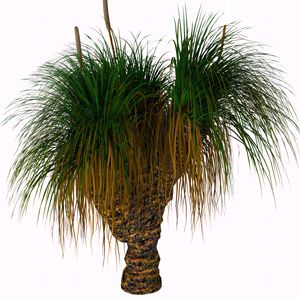 Cây cỏ