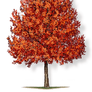 Cây Phong Hương