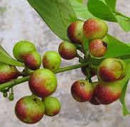 Cây Capitiú