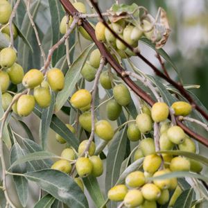 Quả mâm xôi bạc