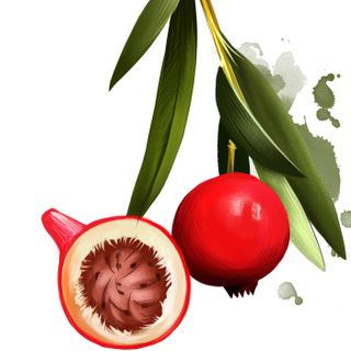 Đào sa mạc Quandong