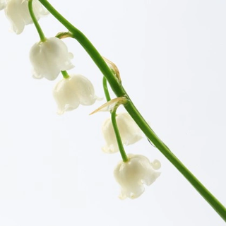 Hợp chất hương tươi mát