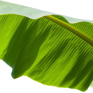 Lá Chuối